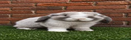 Mini Lop rabbits for sale: Pure breed mini lop bucks  - Advert 2