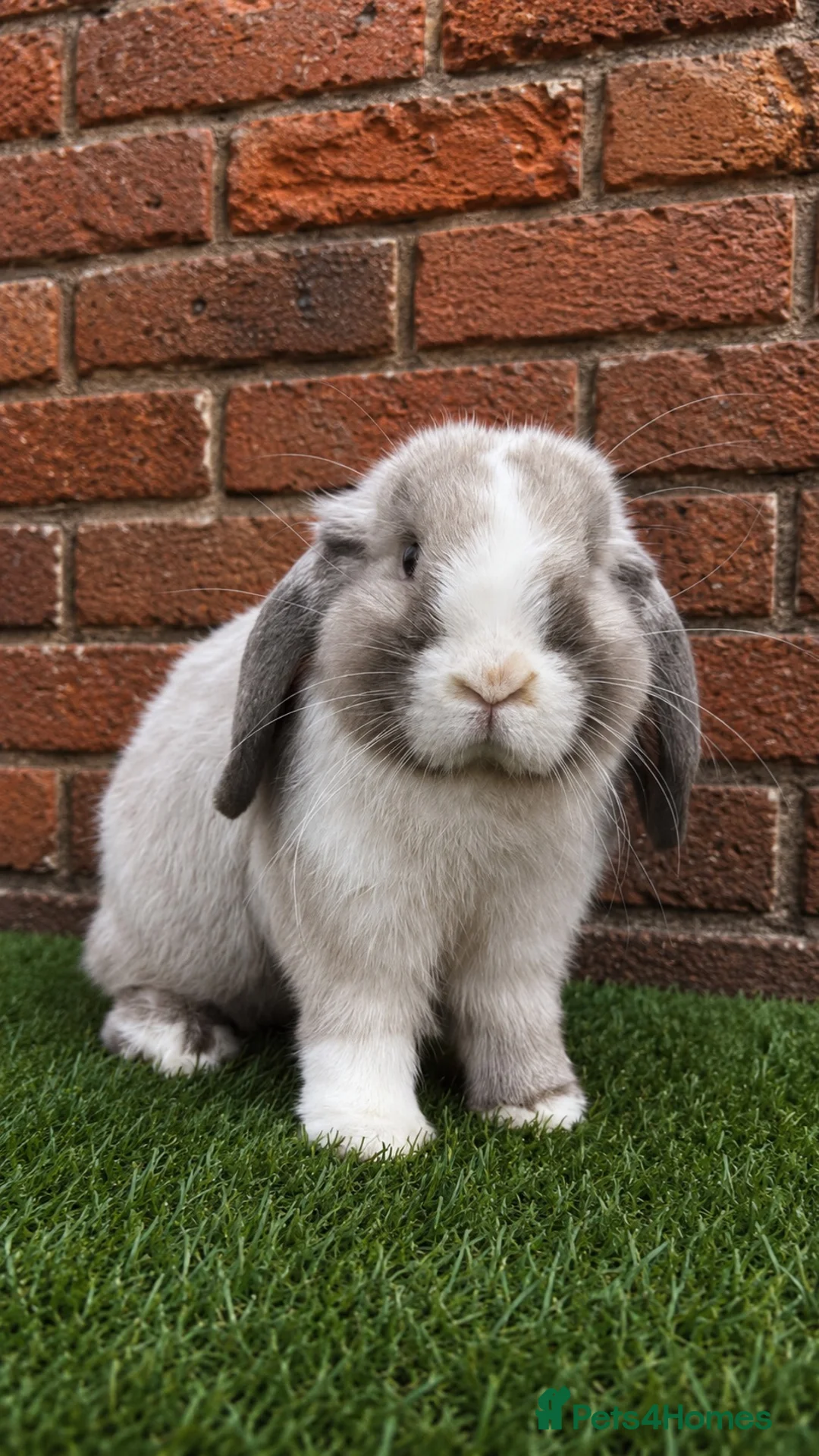 Mini Lop rabbits for sale: Pure breed mini lop bucks  - Advert 2