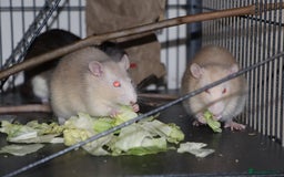 Rat rodents for sale: Cute baby rats - Image 3