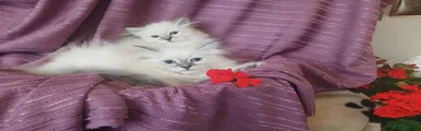 Siberian 4