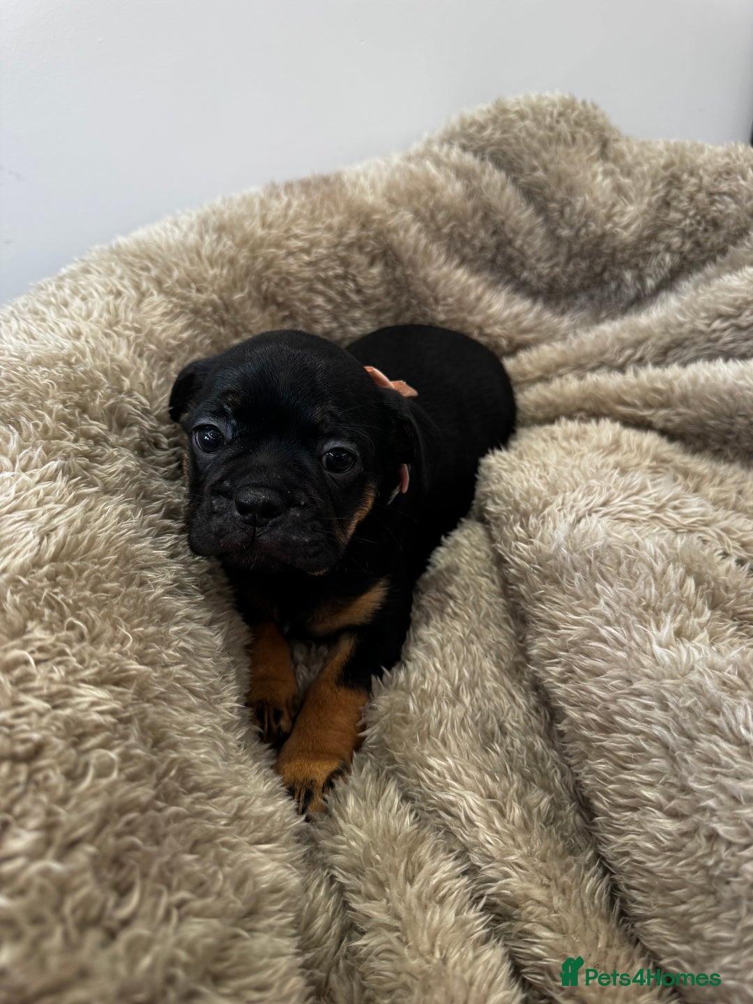 Mixed Breed dogs for sale: Cockapoo x French Bulldog - Image 13
