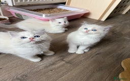 Ragdoll cats for sale: European ragdolls  - Image 1