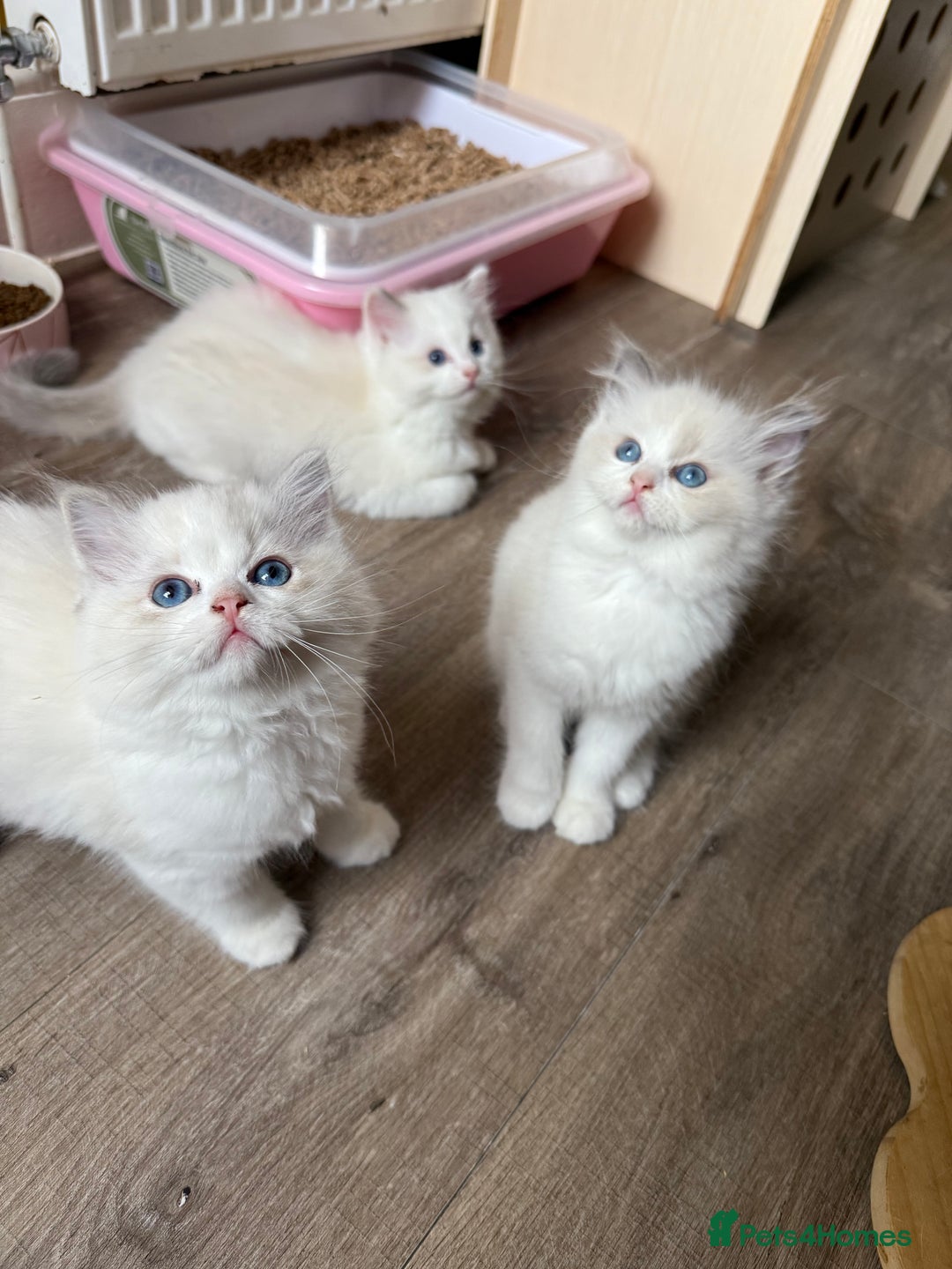 Ragdoll cats for sale: European ragdolls  - Image 1