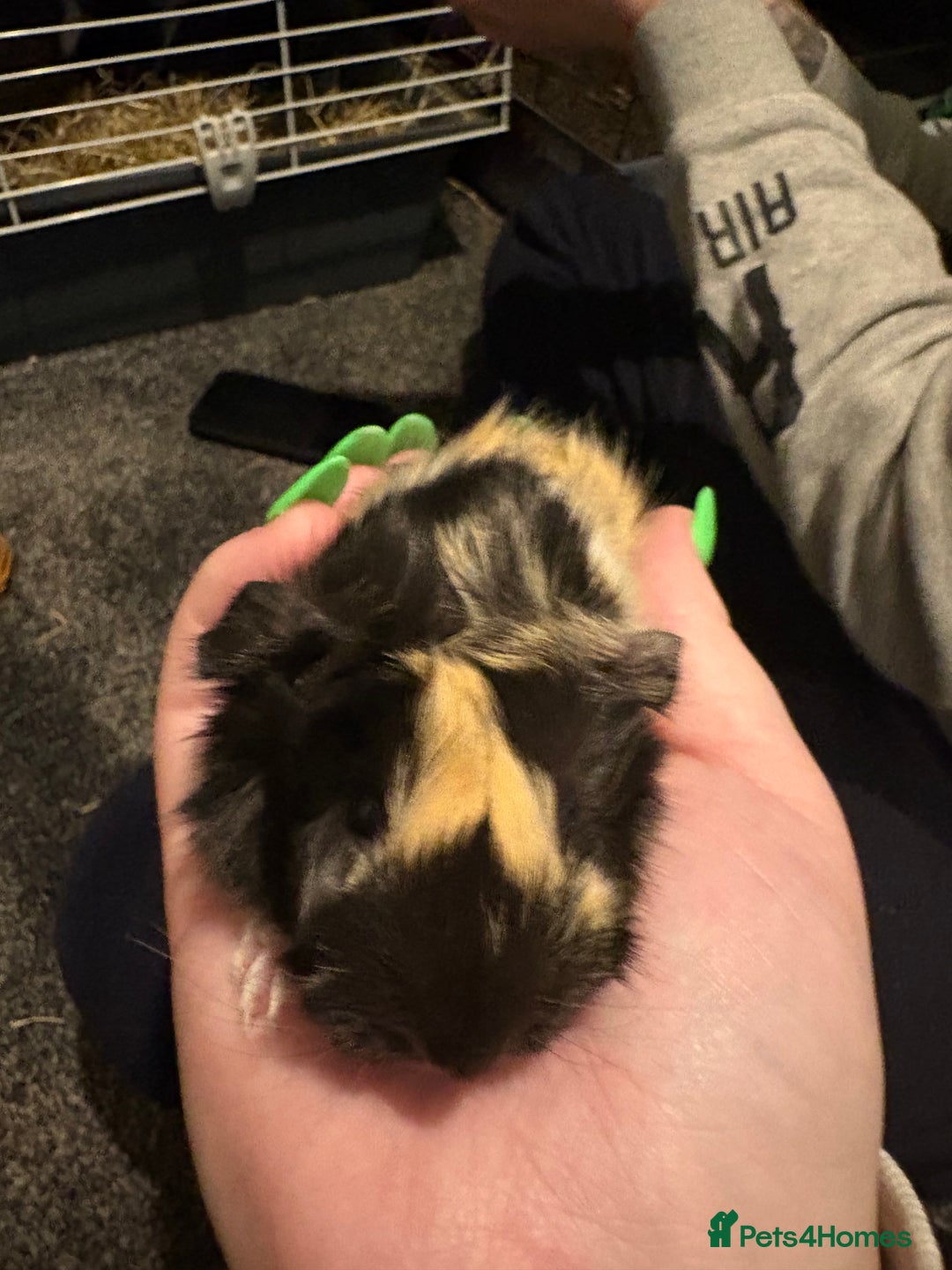 Guinea Pig rodents for sale: 2 guinea pigs - Advert 5