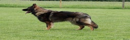German Shepherd dogs for sale: KC HEALTH TEST LONG HAIRED GERMAN SHEPHERD PUPPIES - Advert 9