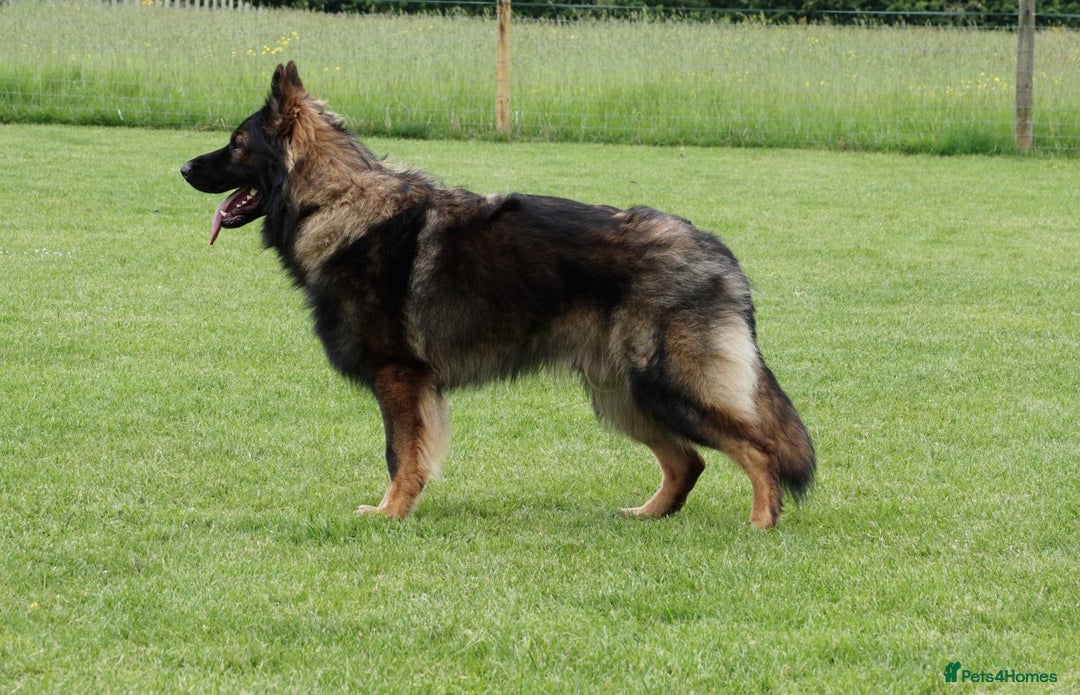 German Shepherd dogs for sale: KC HEALTH TEST LONG HAIRED GERMAN SHEPHERD PUPPIES - Advert 9