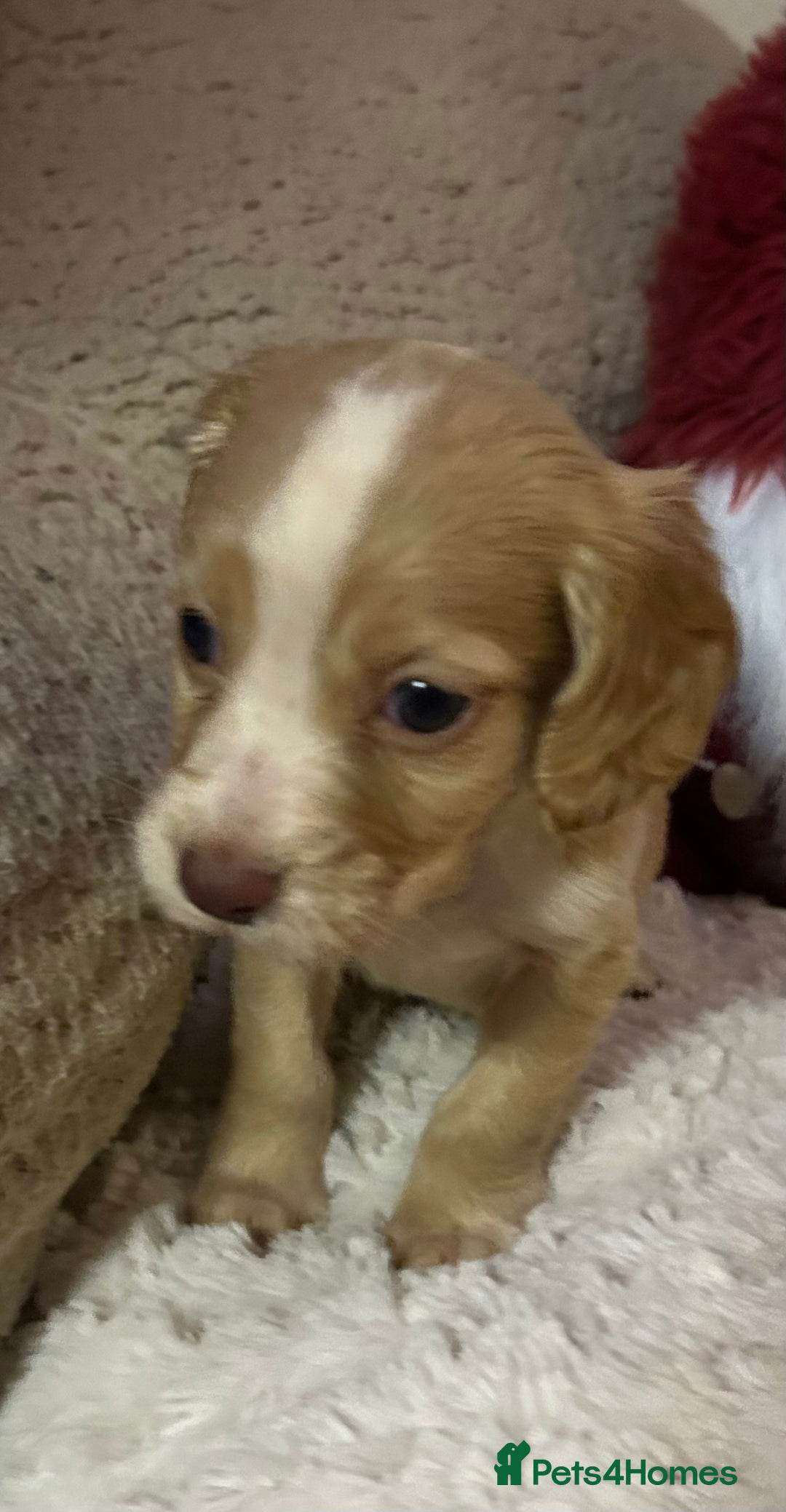 Cocker Spaniel dogs for sale: KC Registered Working Cocker Spaniels - Advert 12