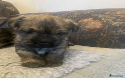 Mixed Breed dogs for sale: Border x Cairn Terrier puppies - Image 2