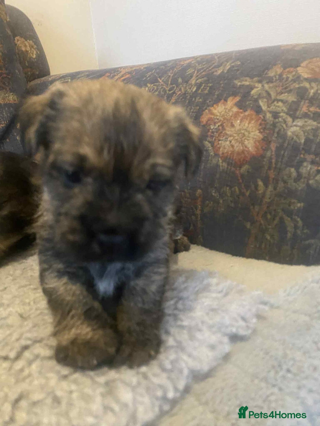 Mixed Breed dogs for sale: Border x Cairn Terrier puppies - Image 2
