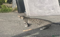 British Shorthair cats for sale: Pluto - female 1.5 years old  - Image 6