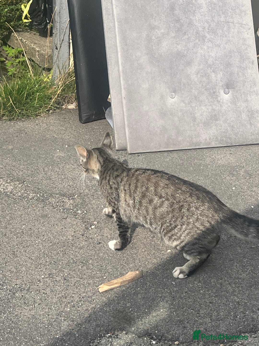 British Shorthair cats for sale: Pluto - female 1.5 years old  - Image 6