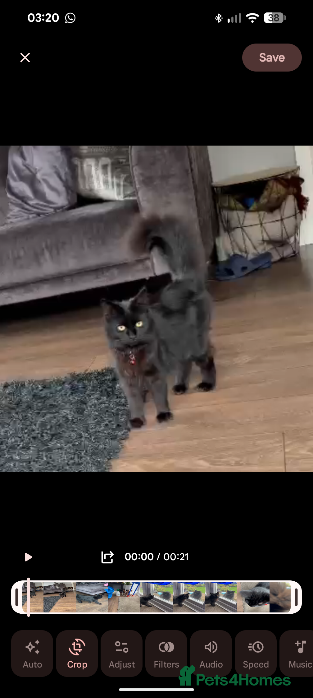 Mixed Breed cats British longhair X mixed breed  - Advert 1