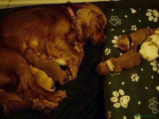 Cocker Spaniel dogs Cocker spaniel pups 4 days old - Advert 5