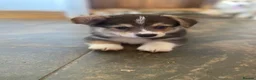 Welsh Corgi Pembroke dogs for sale: Gorgeous RKC reg corgi's DNA health tested parents - Advert 7