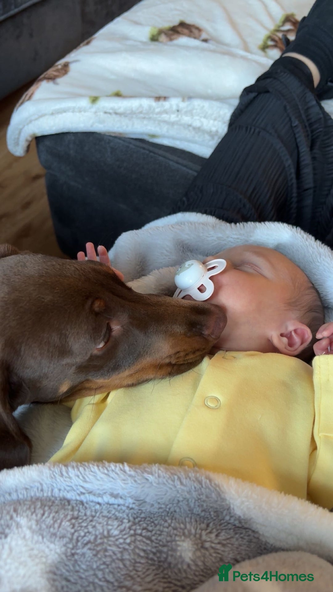 Miniature Dachshund dogs for sale: Chocolate and tan miniature dachshund  - Image 4