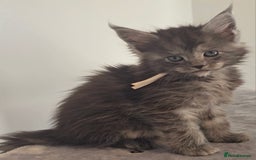 Maine Coon cats for sale: Maine Coon Kittens - Image 14