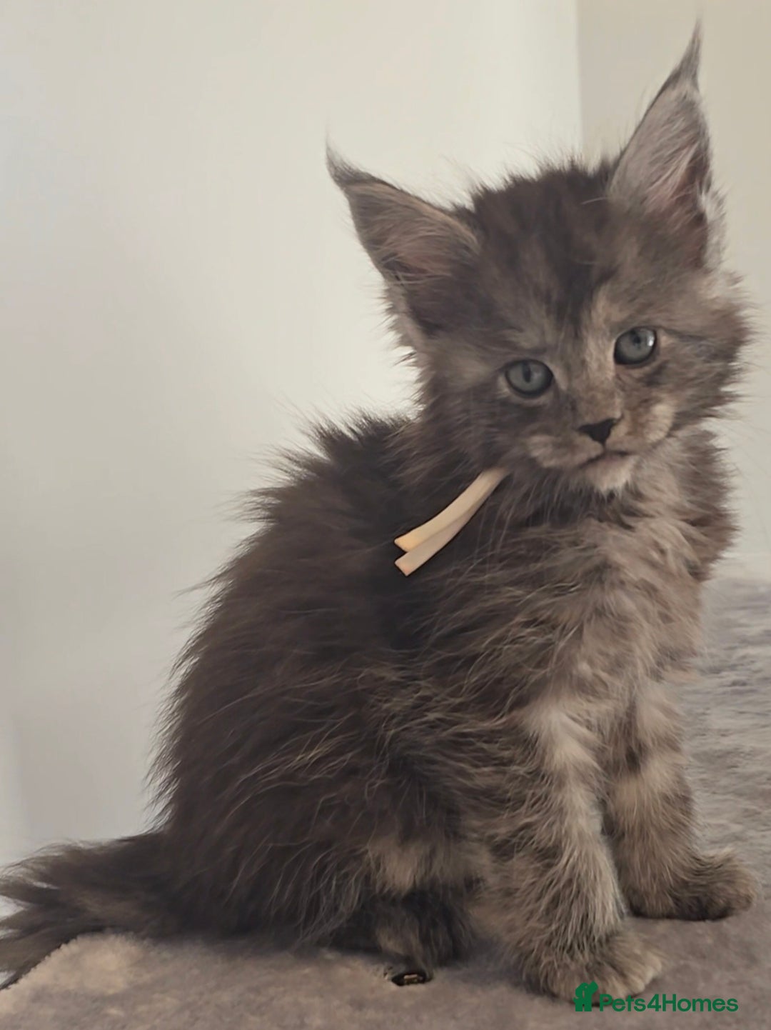Maine Coon cats for sale: Maine Coon Kittens - Image 14