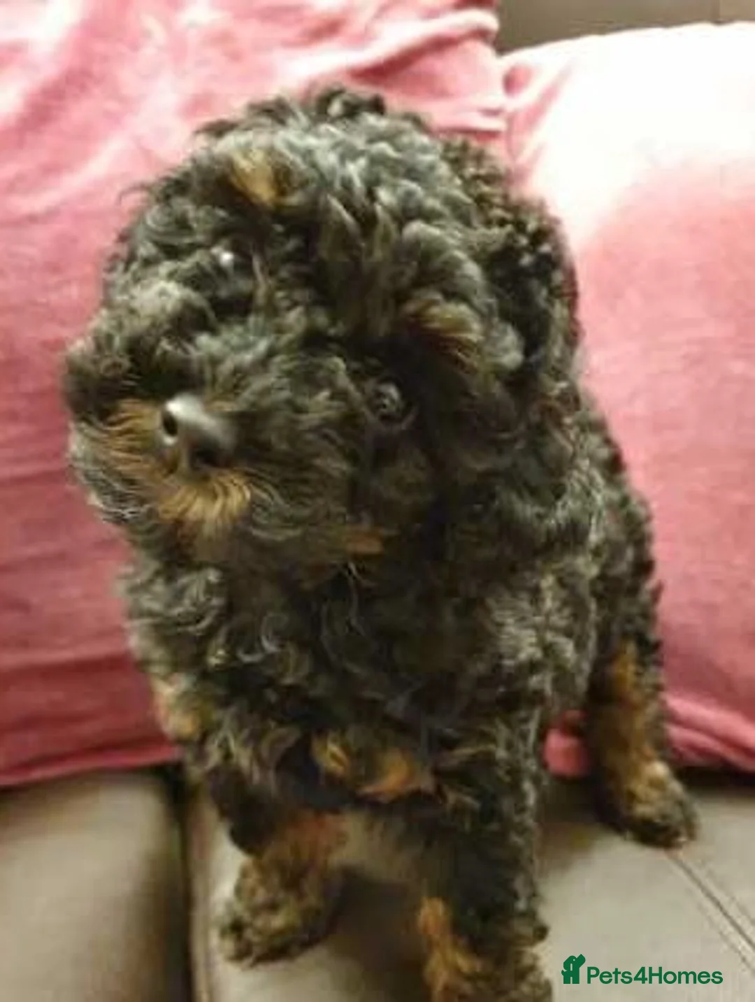 Poodle dogs for stud: Tiny kc reg chocolate toy poodle.STUD ONLY! in Lincoln - Advert 15