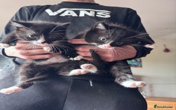 British Shorthair cats for sale: Last boy looking for his forever home  in Newtown - Image 3