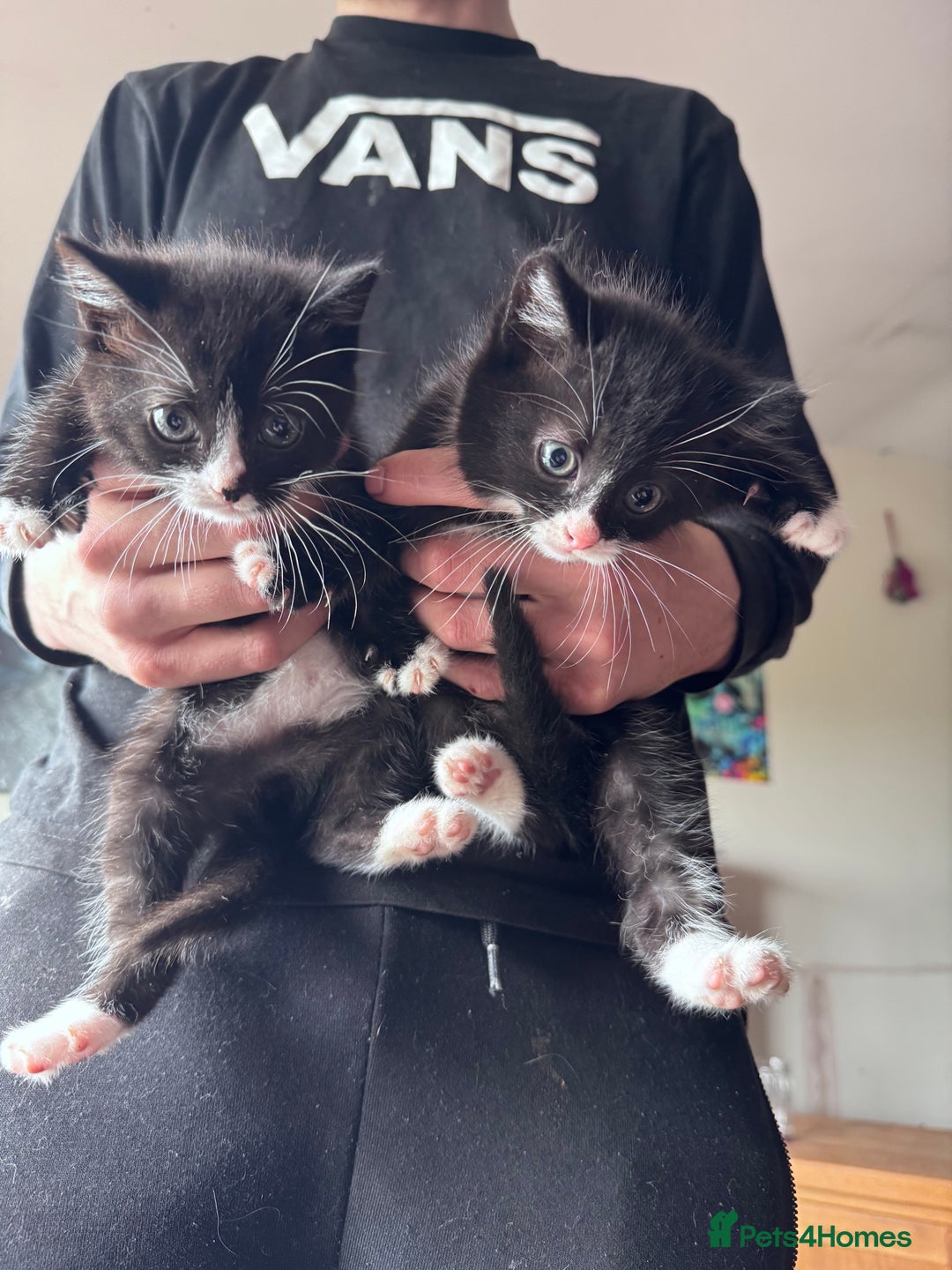 British Shorthair cats for sale: Last boy looking for his forever home  in Newtown - Image 3