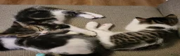 Mixed Breed cats for sale: Stunning bi-colour kittens in Ipswich - Advert 10