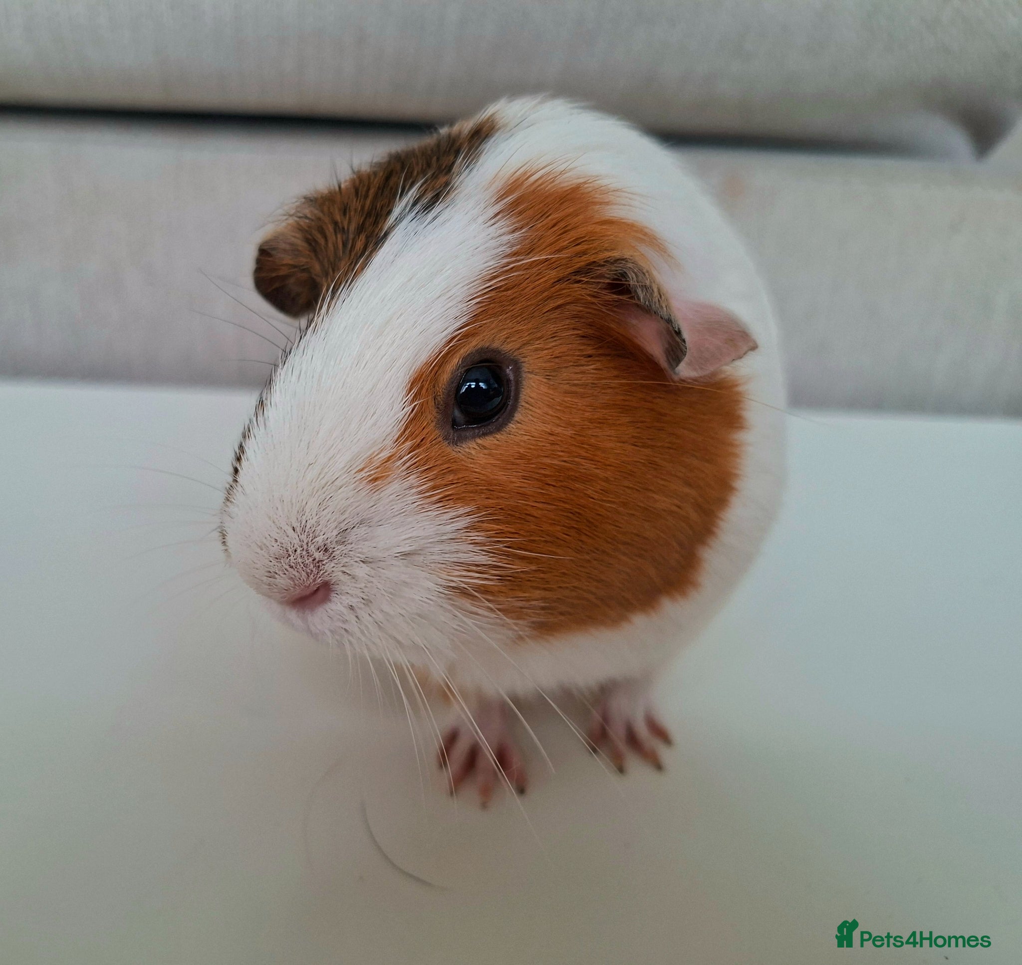 Guinea Pig rodents for sale: Female guinea pigs for sale. 2 Pairs - Advert 6