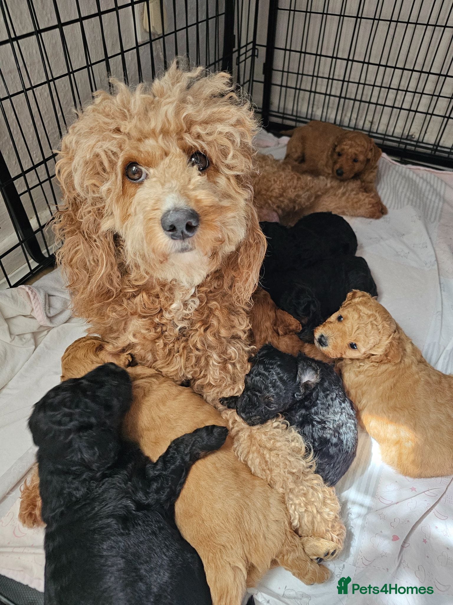 Cavapoo dogs Adorable Cavapoo Puppies Looking for Loving Homes - Advert 1