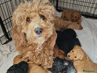 Cavapoo dogs Adorable Cavapoo Puppies Looking for Loving Homes - Advert 1
