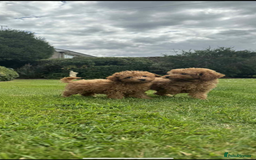 Toy Poodle dogs for sale: Female toy poodle puppy for sale - Image 2