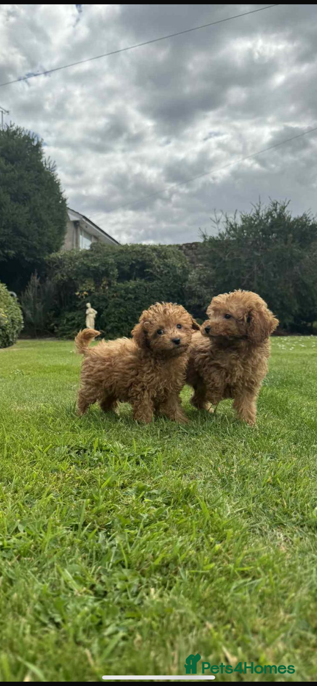 Toy Poodle dogs for sale: Female toy poodle puppy for sale - Image 2