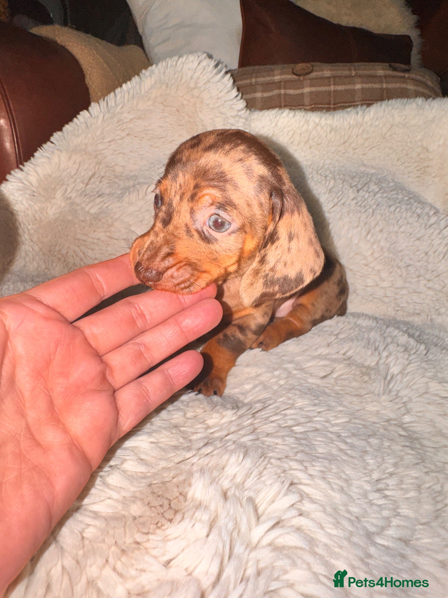 Miniature Dachshund dogs Only four beautiful dachshund babies left - Advert 5