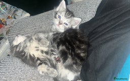 Mixed Breed cats for sale: British longhair cross kittens  - Image 17