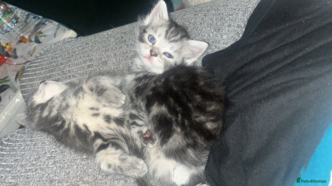 Mixed Breed cats for sale: British longhair cross kittens  - Image 17