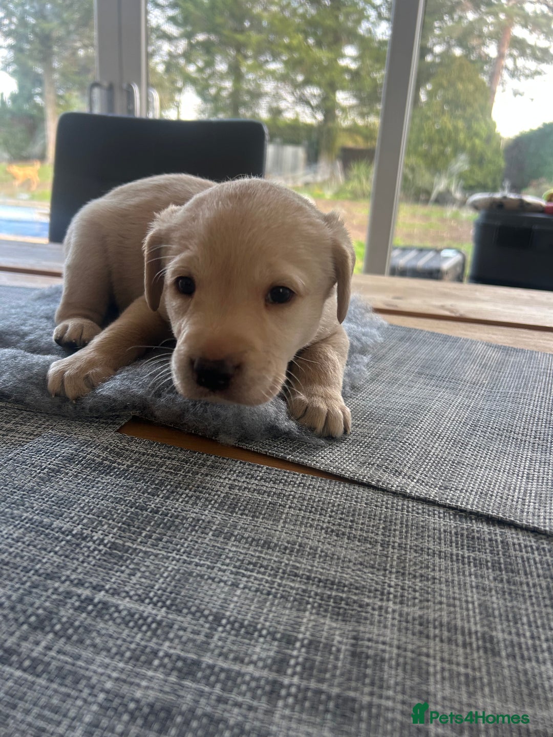 Labrador Retriever dogs for sale: Stunning KC Reg Labrador puppies - Advert 4