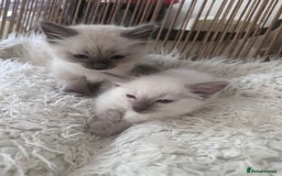 Ragdoll cats for sale: Beautiful Boy Dolls. 🐱 - Image 7