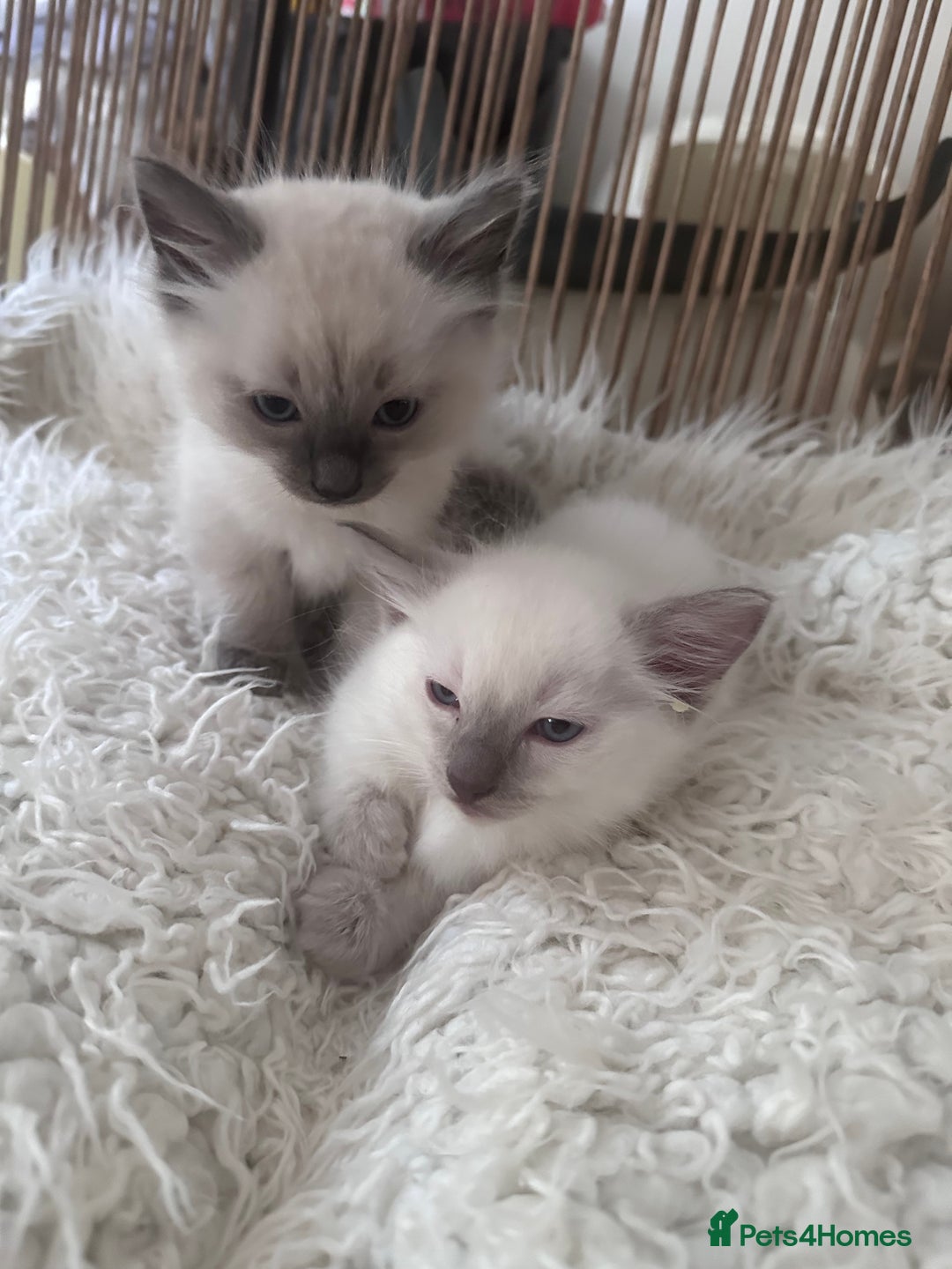 Ragdoll cats for sale: Beautiful Boy Dolls. 🐱 - Image 7