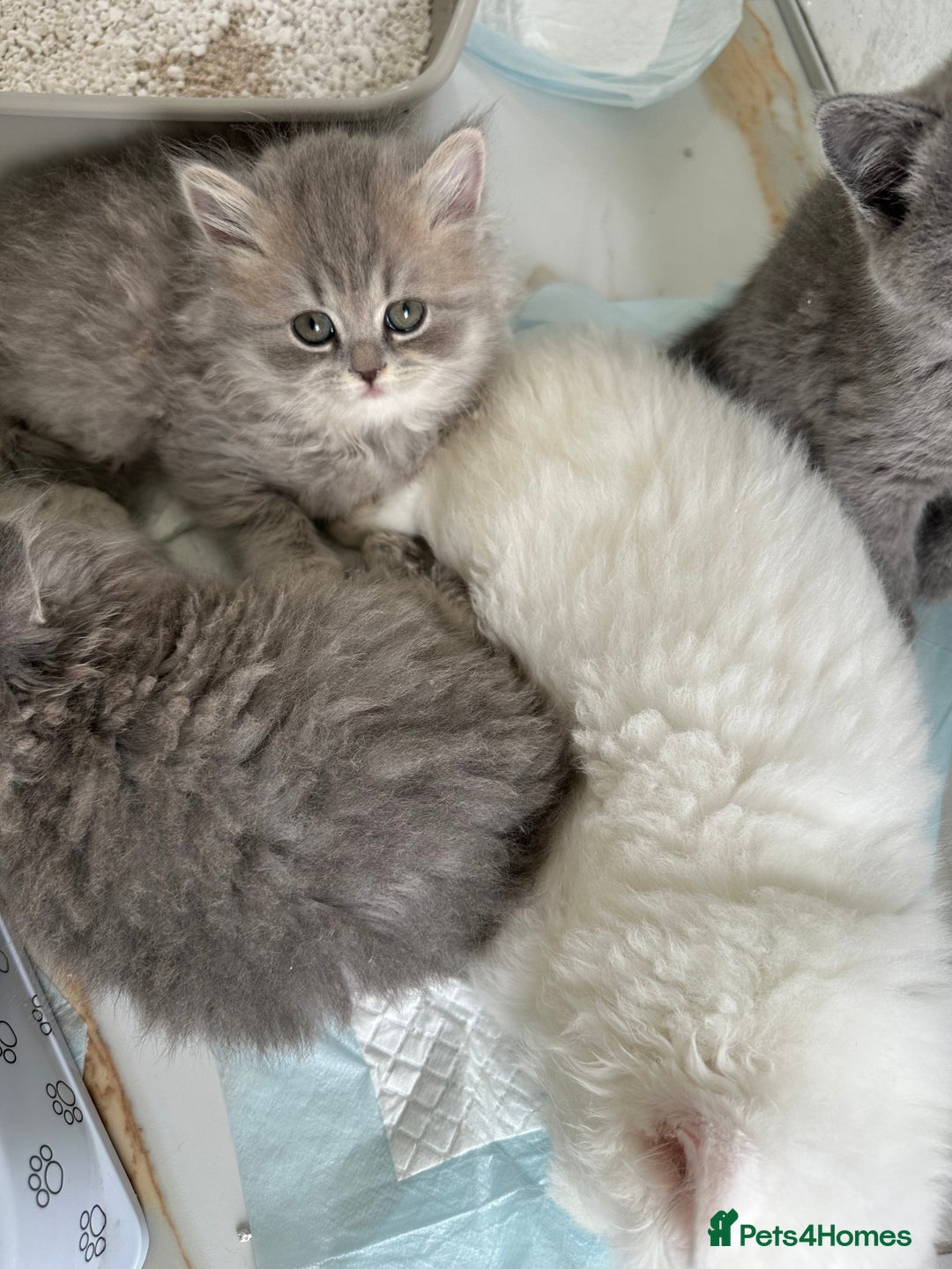 British Longhair cats for sale: British Longhair GCCF Registered  - Image 5