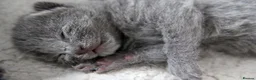 Russian Blue cats for sale: Pure Russian Blue Kittens Available to Reserve  - Advert 12