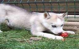 Siberian Husky dogs for sale: Siberian Husky puppies for sale ready now - Image 13