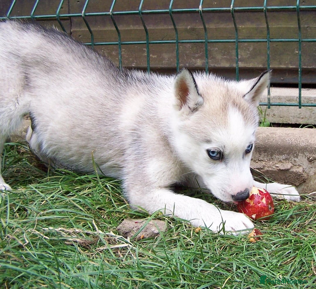 Siberian Husky dogs for sale: Siberian Husky puppies for sale ready now - Image 13