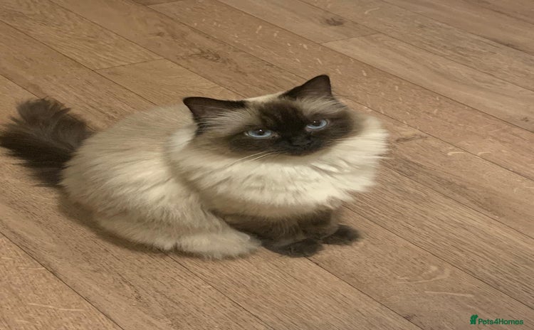 Ragdoll cats - Advert 8