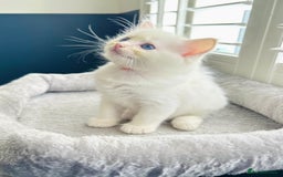 Ragdoll cats for sale: Stunning TICA reg Flame/Cream Boy - Image 4