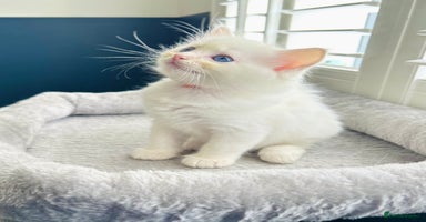 Ragdoll cats - Advert 11