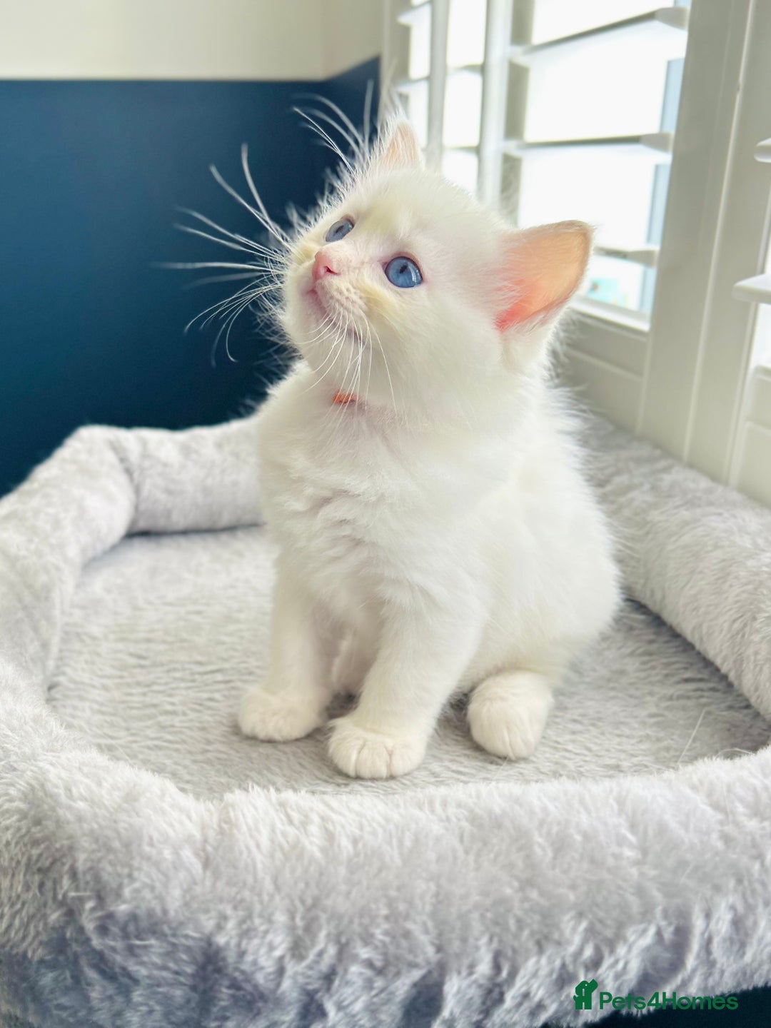Ragdoll cats for sale: Stunning TICA reg Flame/Cream Boy - Image 4
