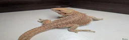 Bearded Dragon reptiles for sale: Female Genetic Stripe Dunner Bearded Dragon - Advert 1