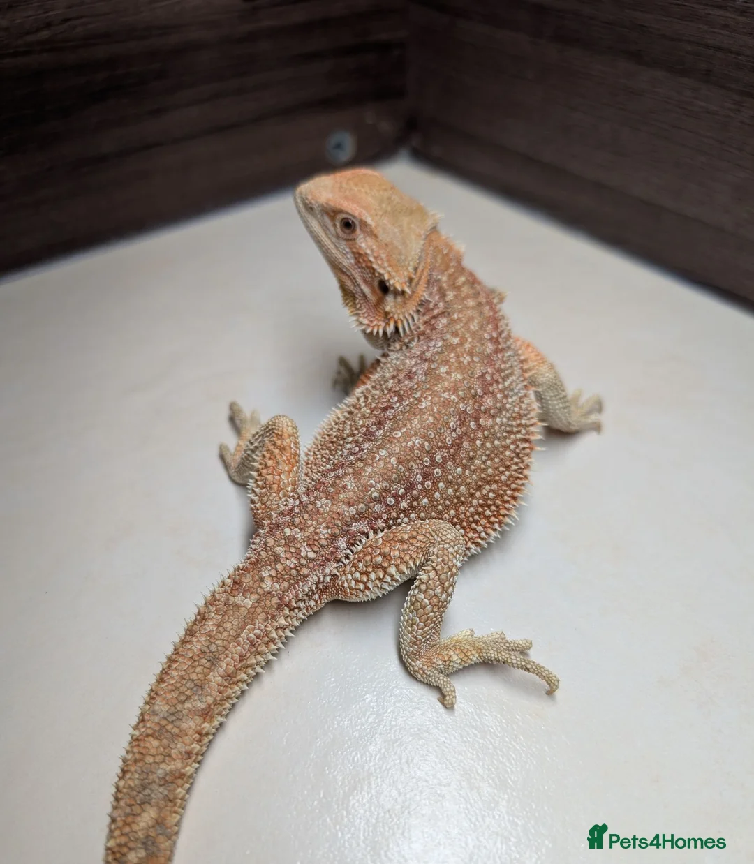 Bearded Dragon reptiles for sale: Female Genetic Stripe Dunner Bearded Dragon - Advert 1