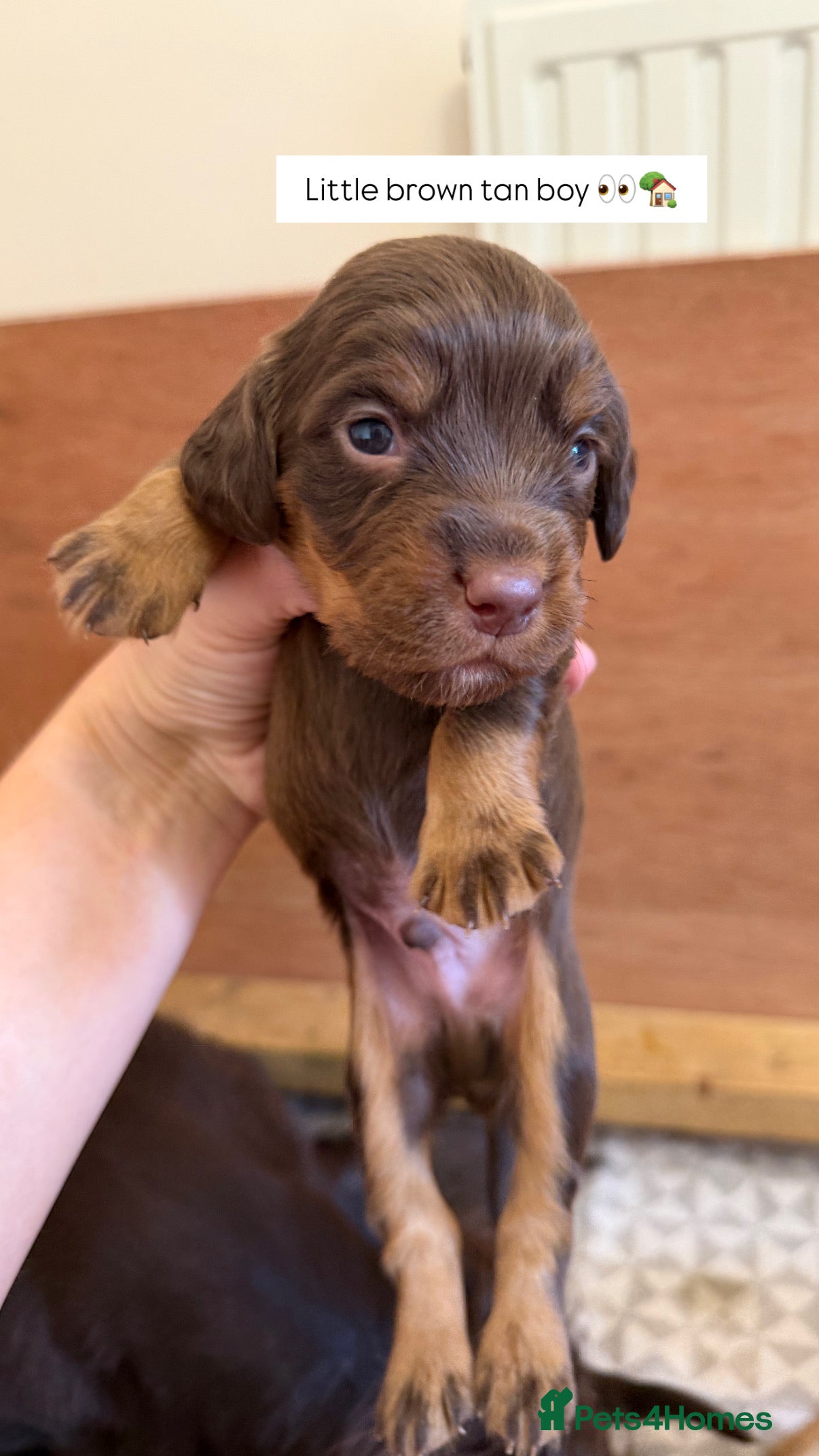 Cocker Spaniel dogs Stunning pedigree working cocker spaniel puppies  - Advert 2