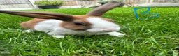 Dutch rabbits for sale: Dutch rabbits for sale  - Advert 3