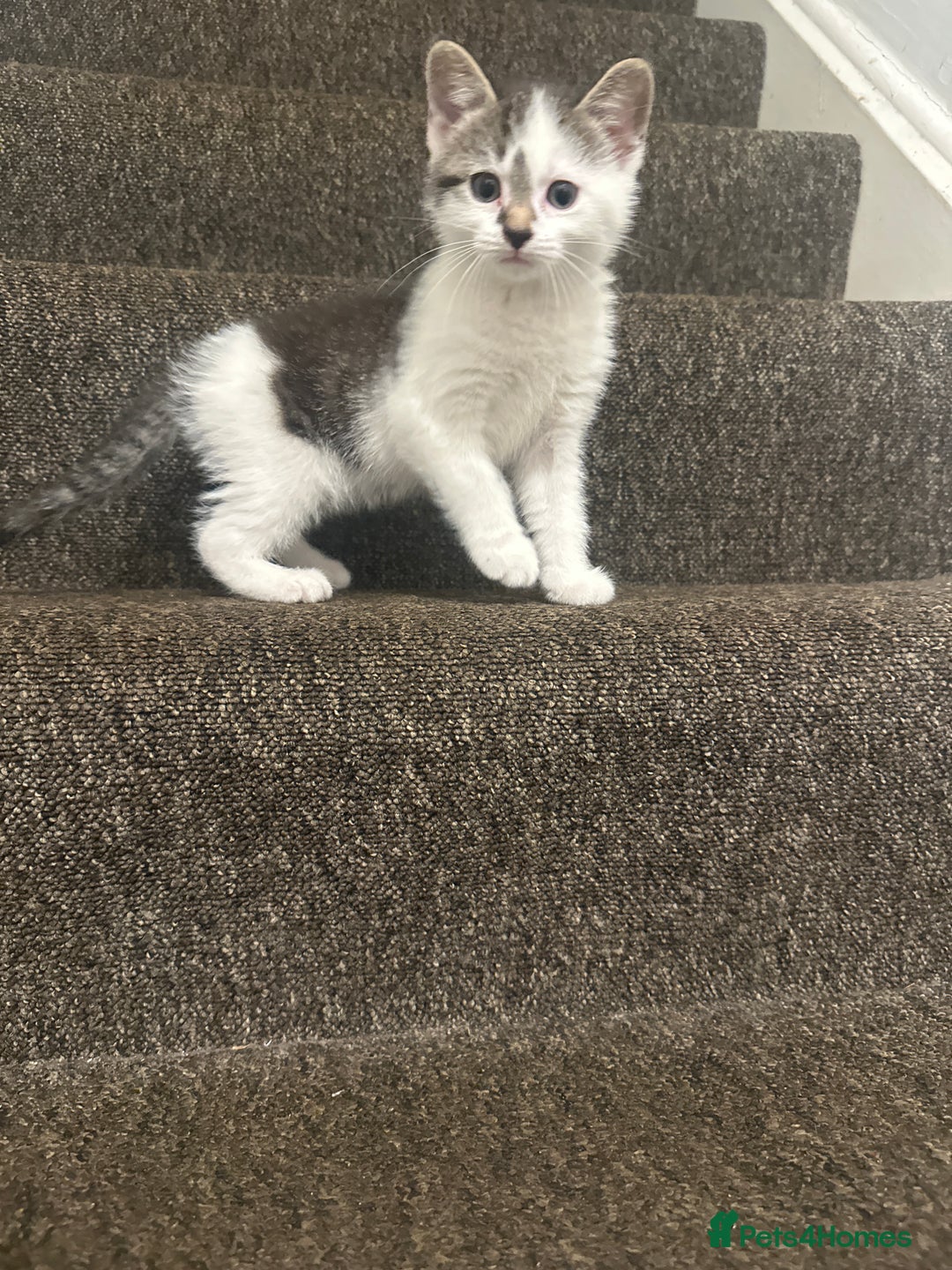 Mixed Breed cats for sale: 2 little boy kittens along with its Mom - Advert 6