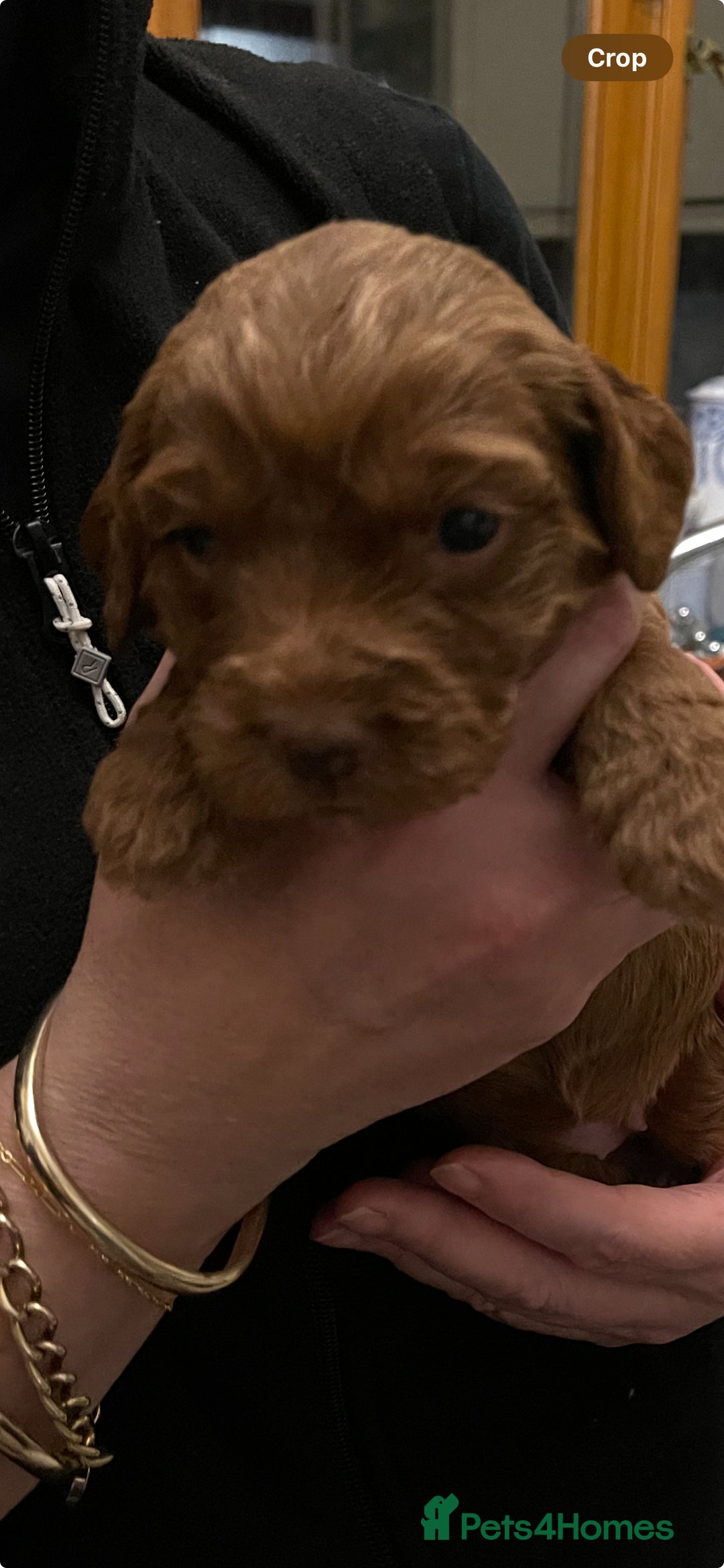 Australian Labradoodle dogs for sale: 100% Pure bred Australian Labradoodle - Advert 31